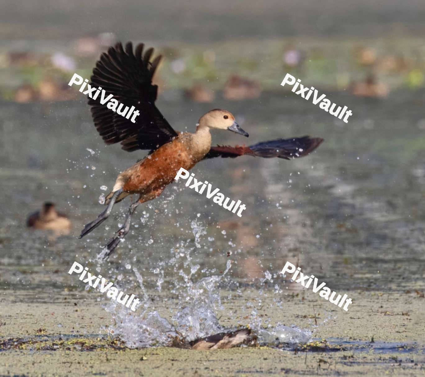 Duck flying over the lake